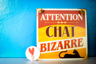 Chat Bizare